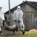 Глава Старорусского района: «Более 5 тысяч подсобных хозяйств могут пострадать от вируса Африканской чумы свиней» 