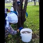 Учителя в Татарстане моют деревья к приезду властей. Ради высоких чиновников — почему бы и нет?
