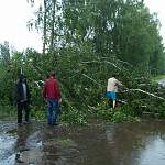 В Боровичах случился очередной «деревопад»
