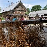   «У Спаса всего в запасе!» -  съезжий праздник  в Музее народного деревянного зодчества «Витославлицы» 