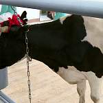 Корова Марта приветствовала ветеринаров на новой учебной ферме в Савине