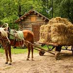 В воскресенье новгородцы расчистят коню копыта и всячески поухаживают за лошадьми