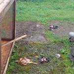 В деревнях Пестовского района медведи массово убивают цыплят
