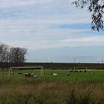 В преддверии Дня лося парфинские коровы вышли на футбольное поле
