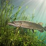 Скоро рыба из водоемов Новгородской области попадется в сети «Меркурия»