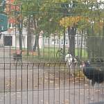 Фотофакт: в Пестове беспризорные псы встречают учеников школы №6