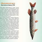 Рыбы валдайских озер «выбрались» на сушу в красочный атлас-определитель