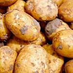 На новгородской областной ярмарке «Урожай-2017» продавали незаконный белорусский картофель