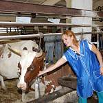 В Новгородской области принят закон «О молочном животноводстве»