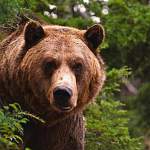 В заброшенной деревне в Новгородской области обитает медведь-каннибал