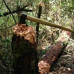 Три дровосека признали вину в вырубке новгородских лесов более чем на 3 млн рублей
