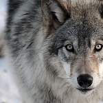 В Хвойнинском районе волки оставляют от собак лишь кровь и шерсть