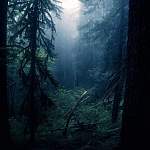 В новгородских лесах второй день ищут мужчину, который любит устраивать походы за клюквой
