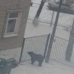 «53 новостям» стало известно, откуда появился медведь возле новгородской школы