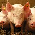 Новгородских производителей мяса проверят кубинские ветеринары