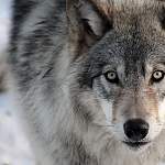 В Новгородской области волки нападают на домашних собак