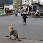 Решить собачий вопрос Новгородской области поможет стандарт от АСИ?