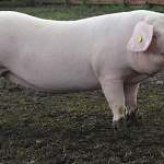 «НовСвину» доверили репродукцию двух пород свиней