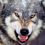 Жители деревни в Демянском районе напуганы волками, но «молчат» об этом