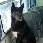В Великом Новгороде ищут хозяев для пса-путешественника
