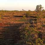 В Новгородской области ученые обсудят состояние заповедных территорий