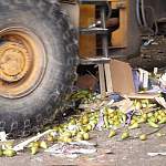 В Новгородской области уничтожили около 300 кг санкционных груш