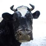Боровичане ломают головы над планами по спасению сбежавшей коровы