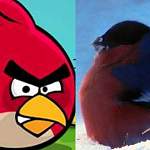 В Поддорском районе замечены Angry Birds