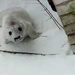 В Ленобласти тюлененок потерял маму и уполз на несколько километров от воды