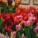 В петербургском Ботаническом саду открывается выставка тюльпанов 