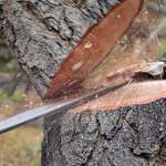 В Боровичском районе спиленное дерево насмерть придавило ребенка