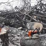 Вальщик дерева, убившего девочку в боровичской деревне, ответит по УК