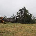 Ветер уничтожил дерево, которое видело убийцу Павла I