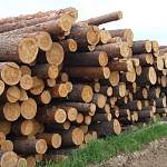 В Новгородской области льготникам отдано более 9 тыс. кубов леса