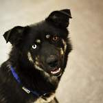Необыкновенная новгородская собака с разными глазами ищет дом