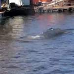 В Выборгский залив приплыл горбатый кит 