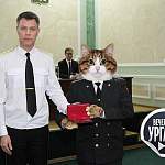 Окуловский кот стал главным героем программы «Вечерний Ургант» на Первом канале 