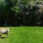 В новгородской деревне овечка Бараша чувствует себя собакой и хочет жить в будке