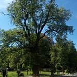 В Новгородской области растут четыре дерева, за фото которых можно получить 100 000 рублей