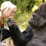 На 47-м году жизни умерла знаменитая горилла Коко, знавшая язык жестов