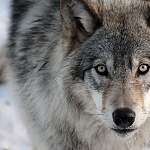 В Маревском районе разрешили уничтожить несколько волков