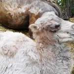 В Ленобласти новорожденного верблюжонка назвали в честь Черчесова 