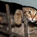 Боровичский фонд «Найда» основательно займётся бездомными кошками 