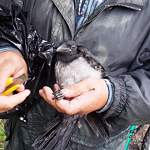 В Холмском районе жители деревни спасли птицу от лески