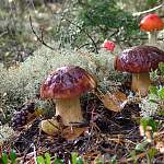Советы для любителей грибов от Роспотребнадзора