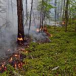 В Новгородском районе горел лес
