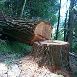 В Боровичском районе дело о гибели девочки под упавшим деревом отправили в суд