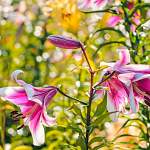 Цветочные «53 новости»: флоксы, орхидея-бык и лилии