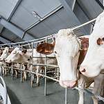 В Новгородской области рассматривают возможность создания новых молочных ферм