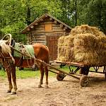 В «Витославлицах» новгородцев снова научат ухаживать за конем
